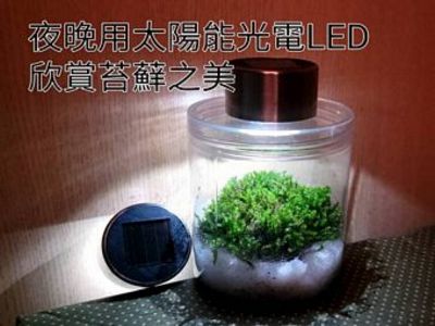 苔蘚培育瓶及太陽光電-短絨蘚
