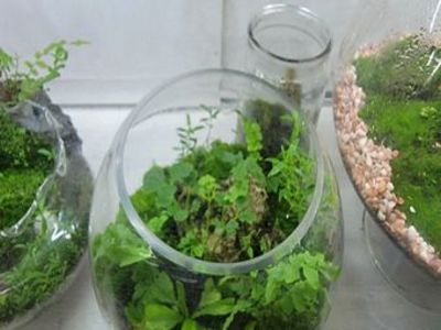 苔蘚微景觀生態產品