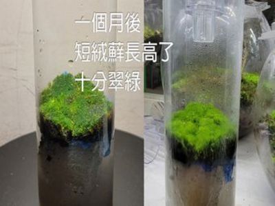 苔蘚微景觀生態產品